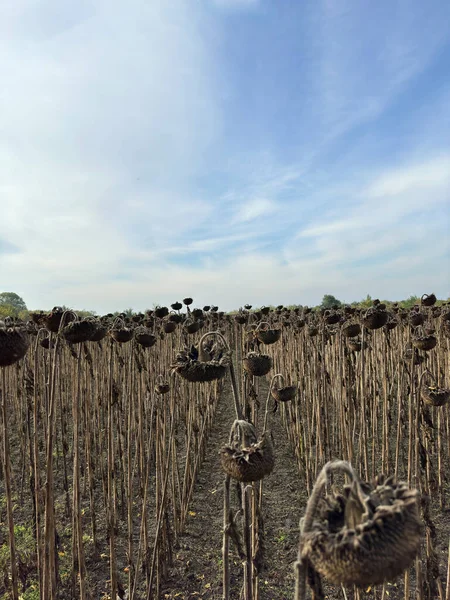 Withered and dried sunflower plants after treatment of field by desiccant before harvesting. Rural scene against background of blue sky and white clouds.