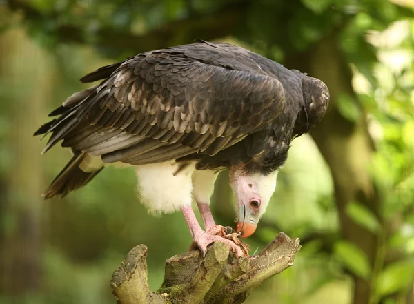 White Headed Vulture — Stock Photo, Image