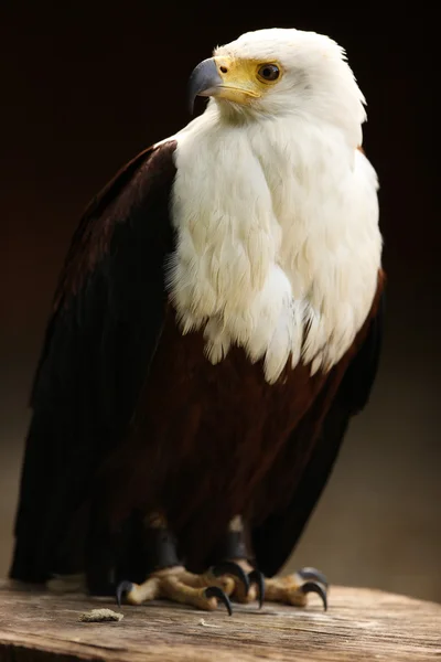 Fish Eagle — Stock Photo, Image