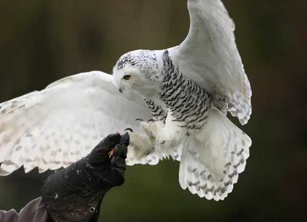 Schneeeule — Stockfoto