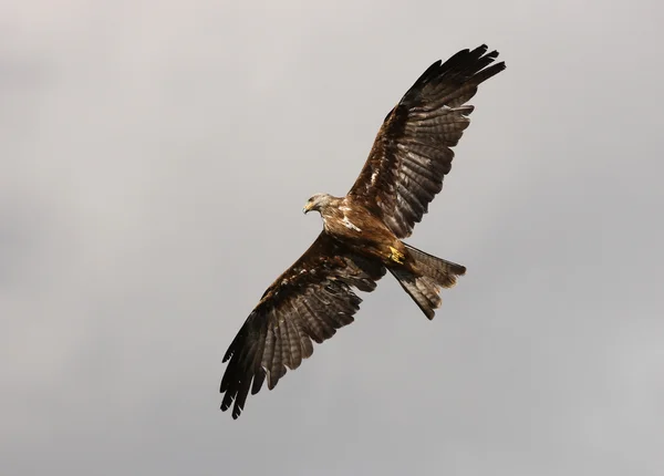 Red Kite — Stock Photo, Image