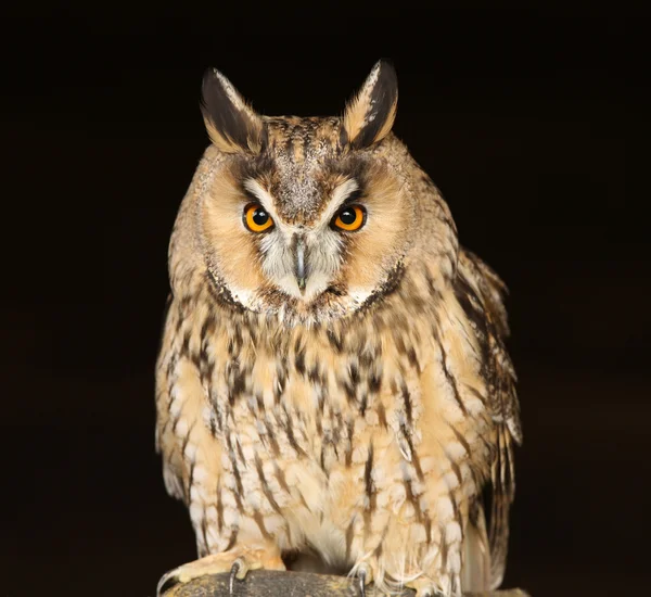 Long Eared Owl — Stock Photo, Image