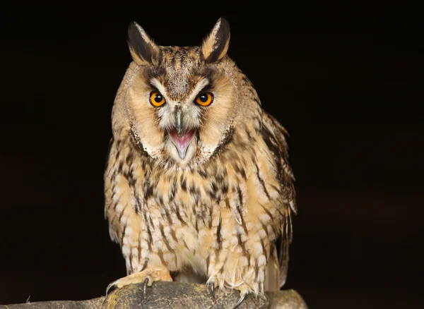 Long Eared Owl — Stock Photo, Image