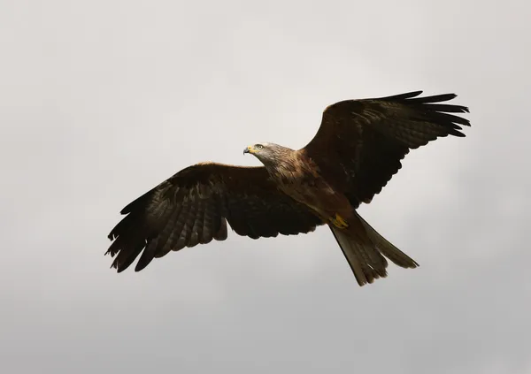 Cerf-volant rouge — Photo