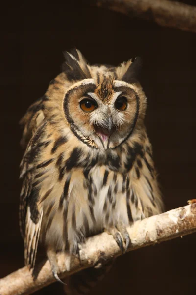 Mexican Striped Owl — Stock Photo, Image