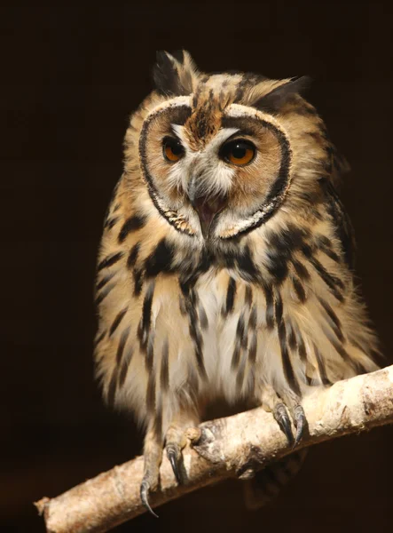 Mexican Striped Owl — Stock Photo, Image