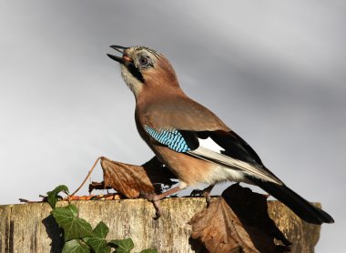 Jay garrulus glandarius