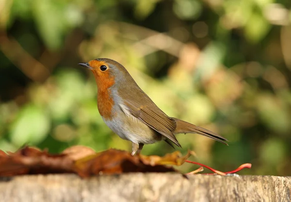 Robin jesienią — Zdjęcie stockowe