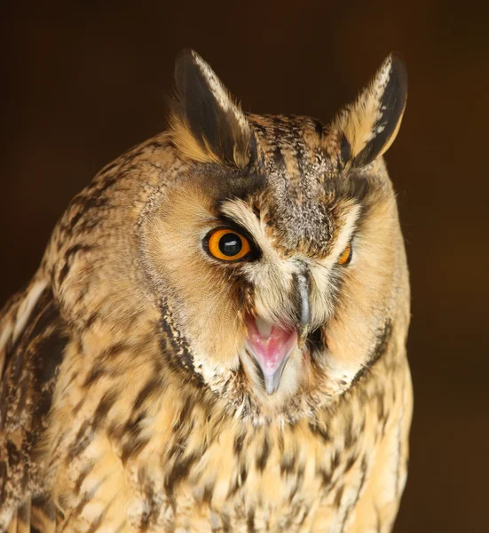 Long Eared Owl — Stock Photo, Image