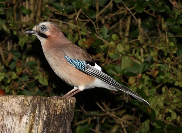 Jay garrulus glandarius — Stock Photo, Image