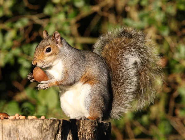 Ardilla gris — Foto de Stock