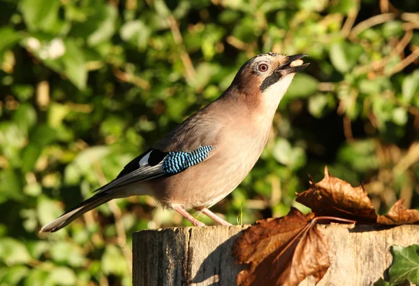 Jay garrulus glandarius —  Fotos de Stock