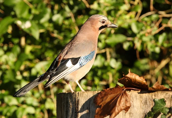 Джей garrulus glandarius — стокове фото