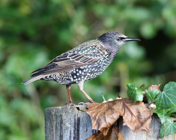 Spreeuw — Stockfoto