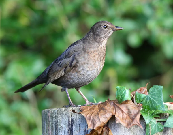 Bladvogel — Stockfoto