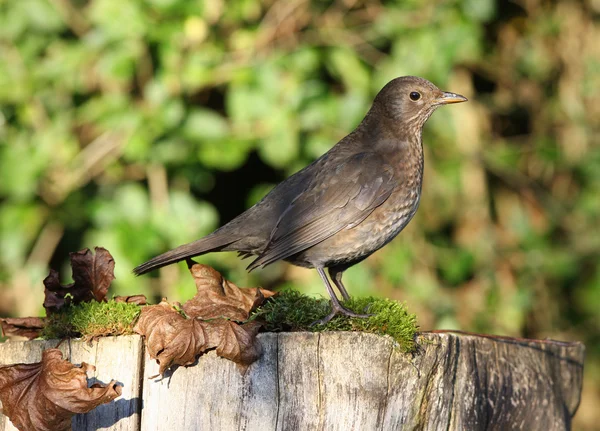 Bladvogel — Stockfoto