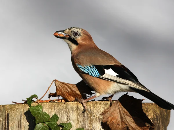 Jay garrulus glandarius —  Fotos de Stock