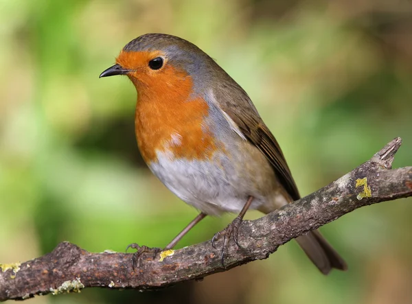 Robin in winter — Stock Photo, Image