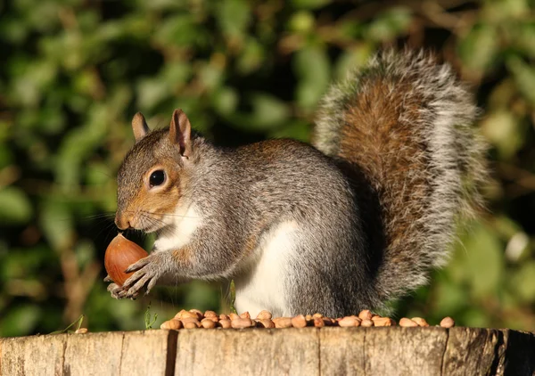 Szürke mókusok, am Stock Fotó