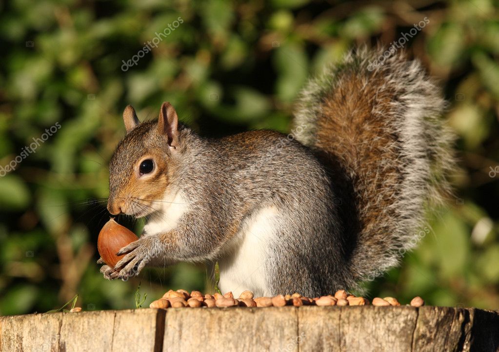 grey squirrel