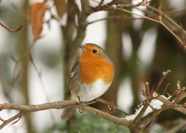 Robin no inverno — Fotografia de Stock