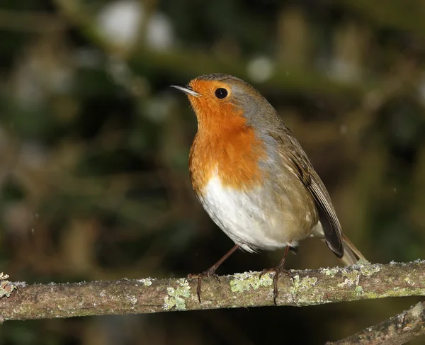 Rotkehlchen im Winter — Stockfoto