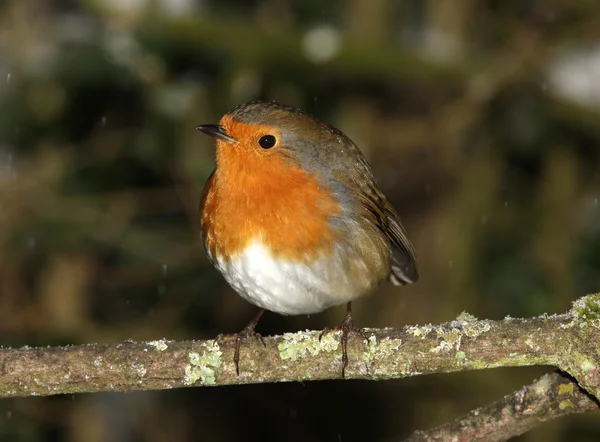 Robin in de winter — Stockfoto