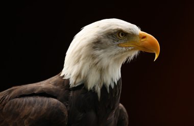 Kel Kartal