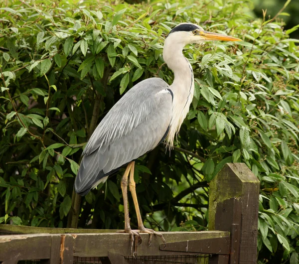 Garza azul — Foto de Stock