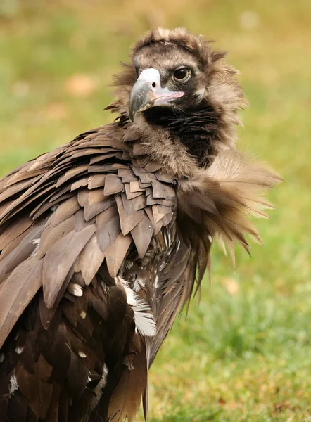 Cinereous Vulture — Stock Photo, Image