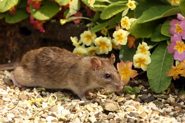 Rato castanho — Fotografia de Stock