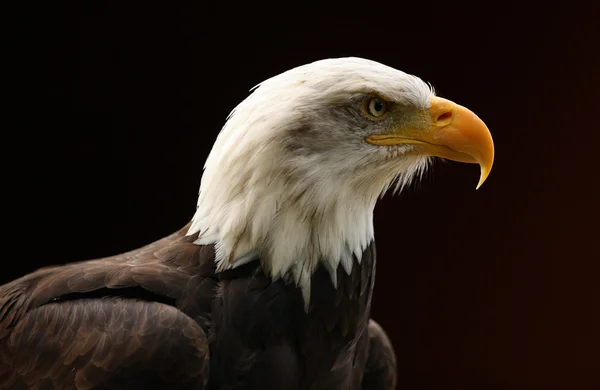 Bald Eagle — Stock Photo, Image