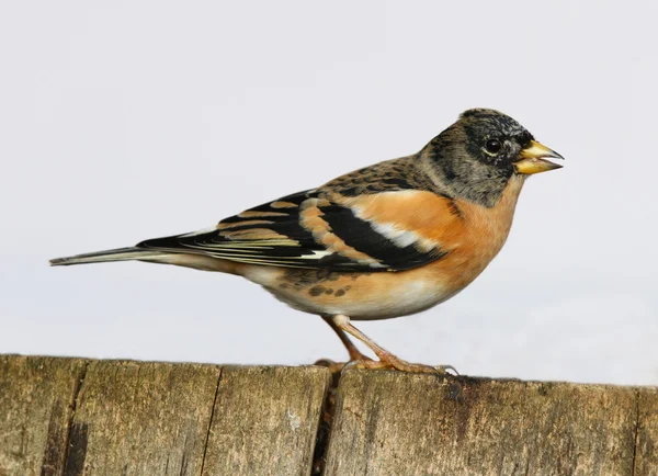 Brambling — стокове фото