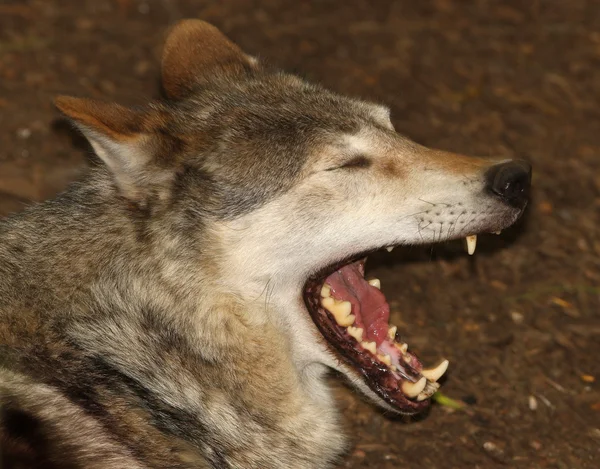 Graue Wölfe aus nächster Nähe — Stockfoto