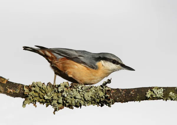 Sıvacı kuşu sitta europaea — Stok fotoğraf