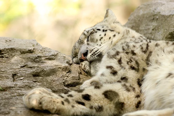 Snöleopard — Stockfoto