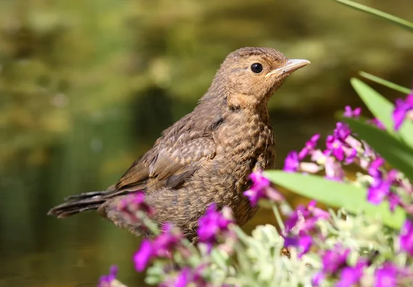 Jonge blackbird — Stockfoto