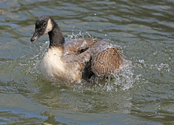 Kanadagans — Stockfoto