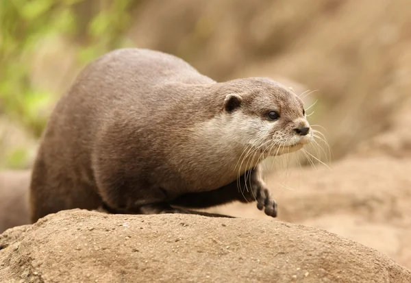 東洋の短い爪カワウソ — ストック写真