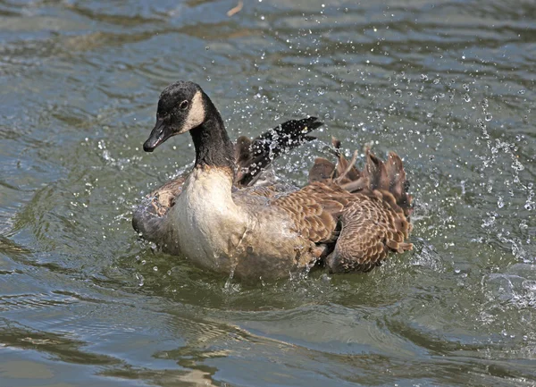 Kanadagans — Stockfoto