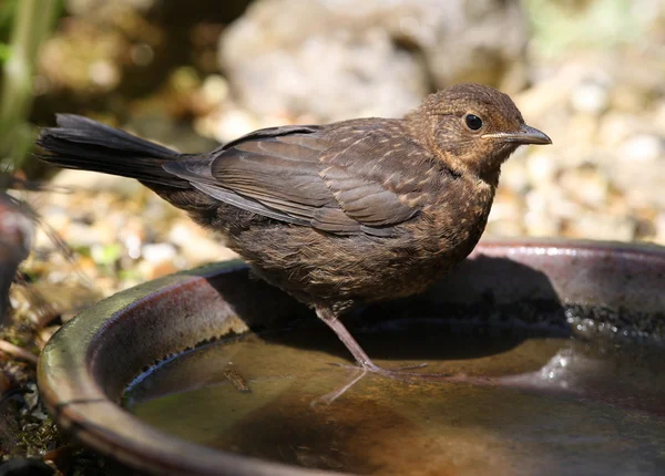 Young Blackbird — Stock Photo, Image