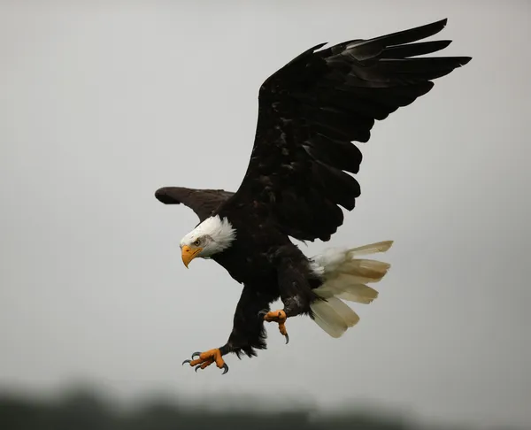 Águila calva — Foto de Stock