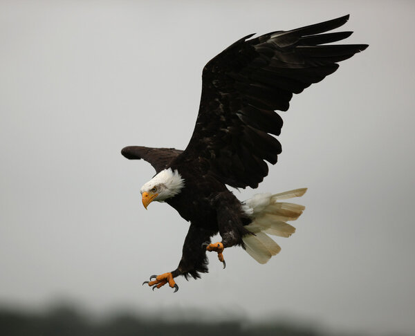 Bald Eagle