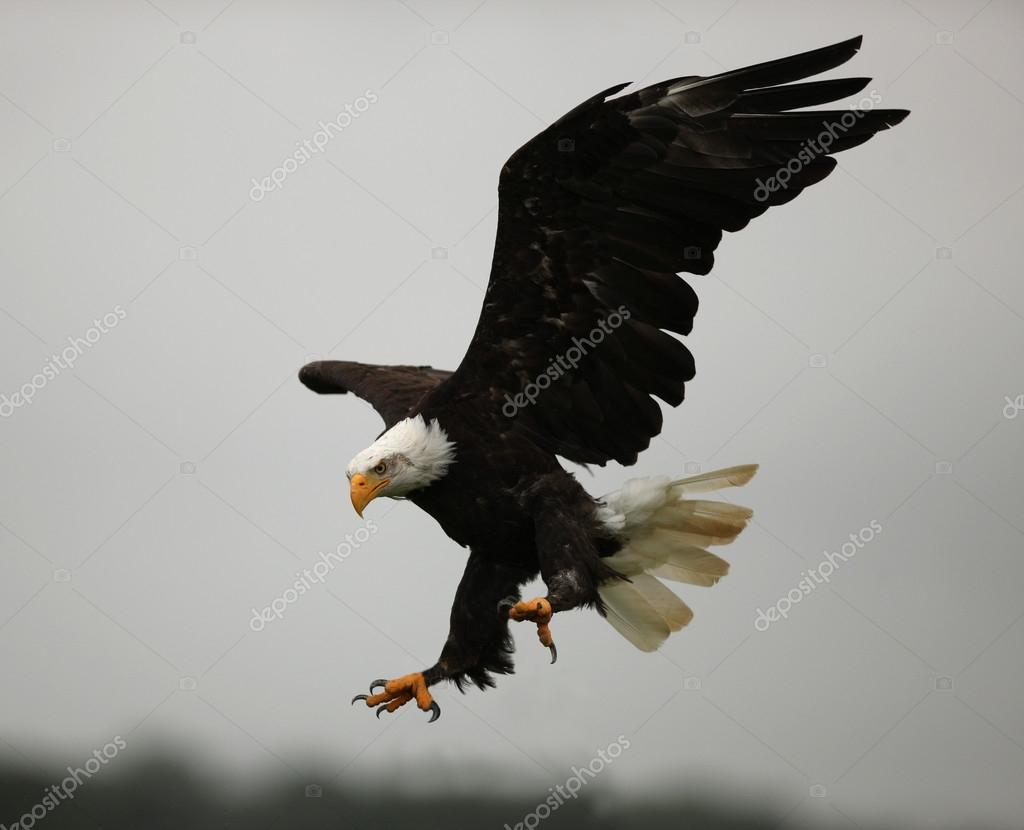 Águila volando fotos de stock, imágenes de Águila volando sin royalties |  Depositphotos