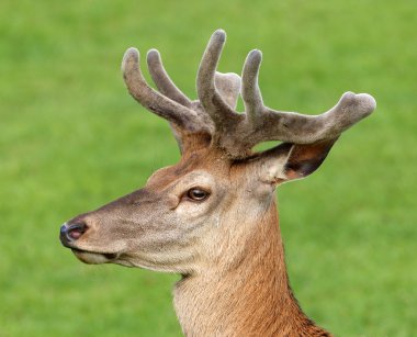 genç erkek Kızıl geyik