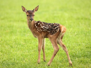 Baby Fallow Deer clipart