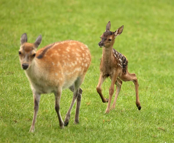 아기 경작 사슴 — 스톡 사진