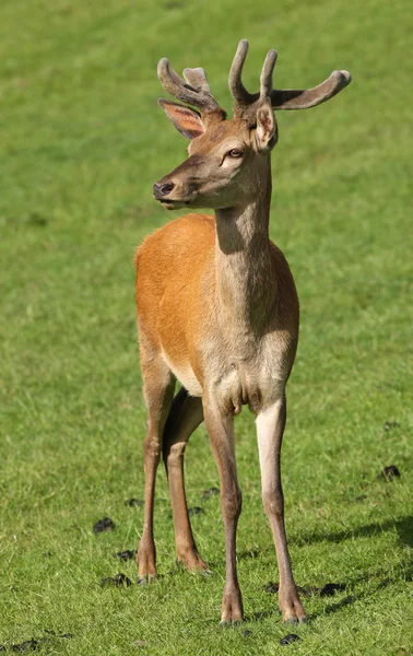 Jonge mannelijke edelhert — Stockfoto