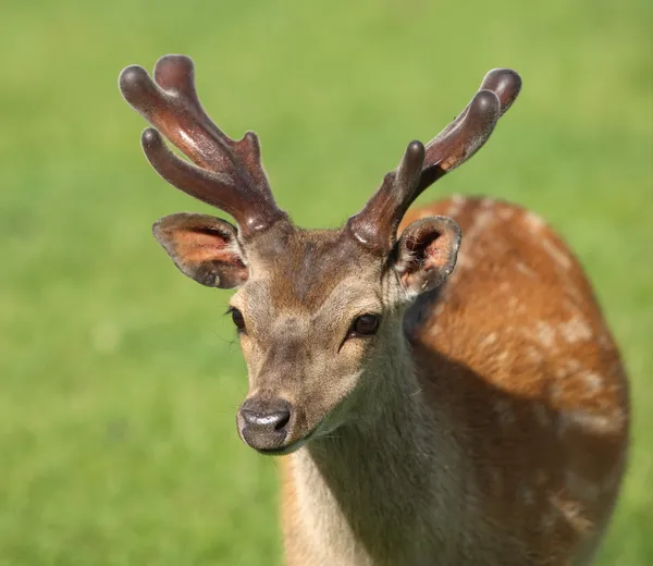 Jovem macho cervo pousio — Fotografia de Stock
