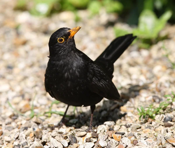 Bladvogel — Stockfoto